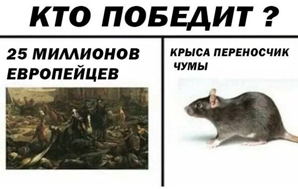 Обработка от грызунов крыс и мышей в Омске