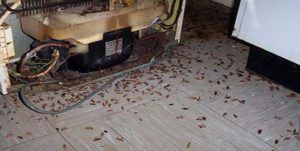 Поморить тараканов в квартире в Омске, цены