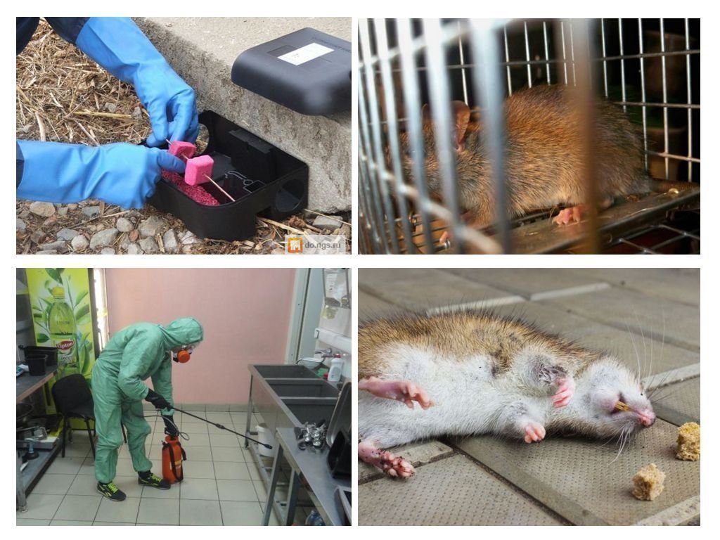 Фирма по уничтожению грызунов, крыс и мышей в Омске