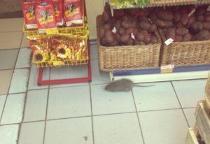 Дезинфекция от грызунов, крыс и мышей в Омске