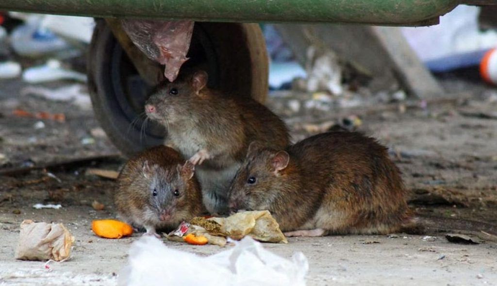 Травить грызунов крыс и мышей в Омске