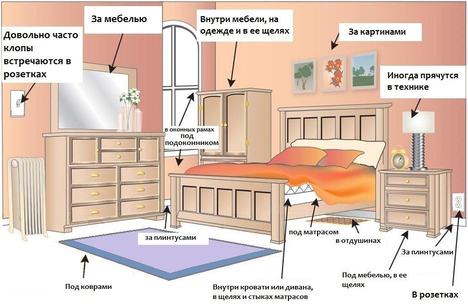 Обработка от клопов квартиры в Омске