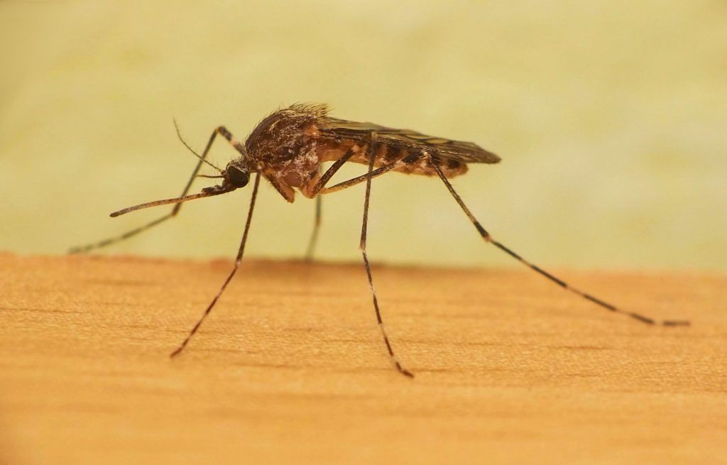 Уничтожение комаров в Омске