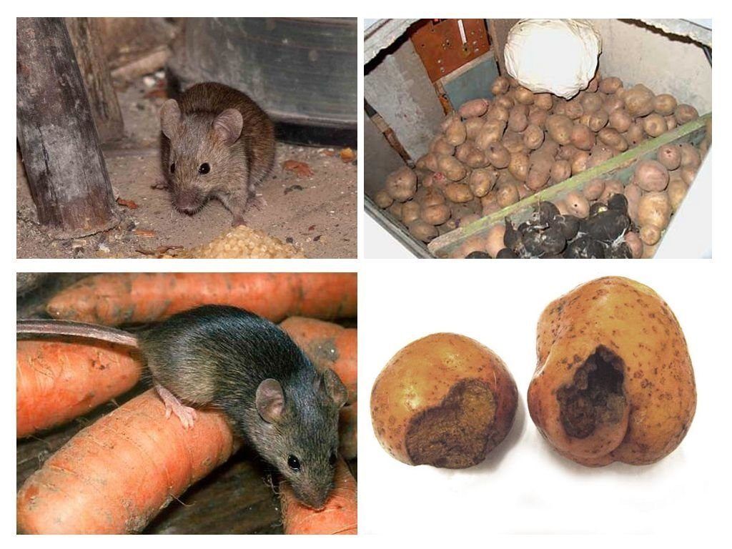 Обработка от грызунов крыс и мышей в Омске