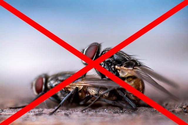 Профессиональное уничтожение мух в Омске с гарантией
