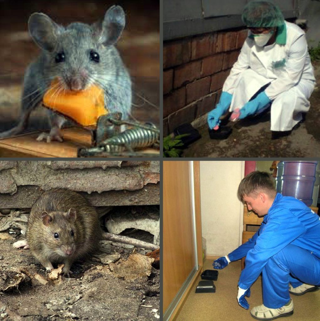 Дезинфекция от грызунов, крыс и мышей в Омске