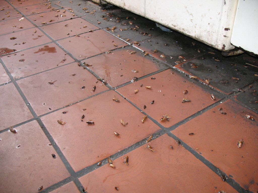 Уничтожение тараканов в квартире в Омске 