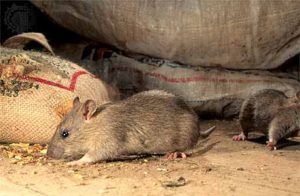 Дератизация от грызунов от крыс и мышей в Омске
