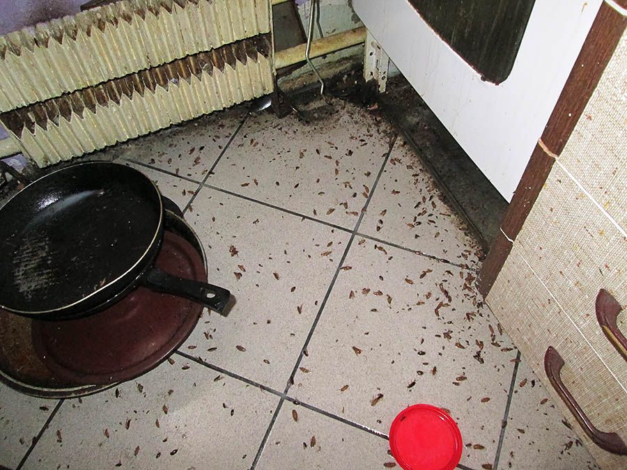Санэпидемстанция от тараканов в Омске, вызвать, цены
